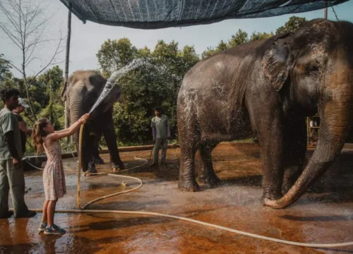 Kulen Elephant Forest Experience by Classic Jeep